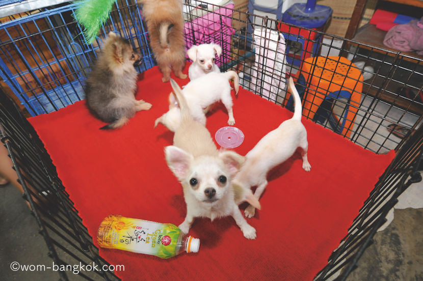 pets pets