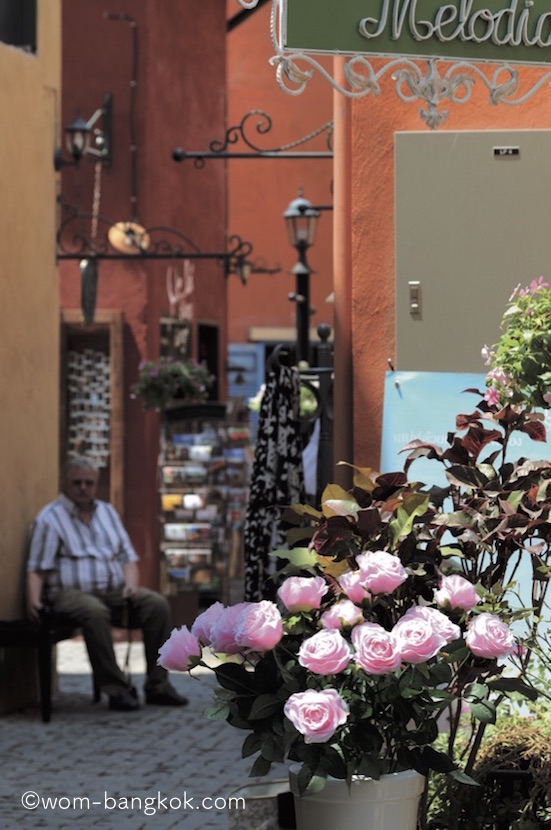 piazza flower