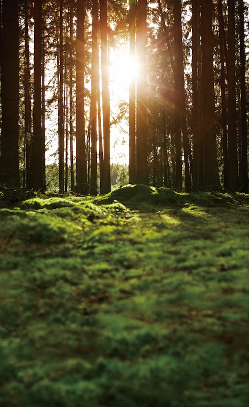 Ikea forest