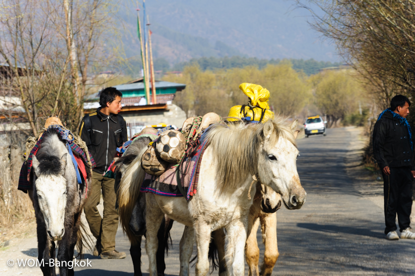 馬の群れに遭遇 馬の群れに遭遇