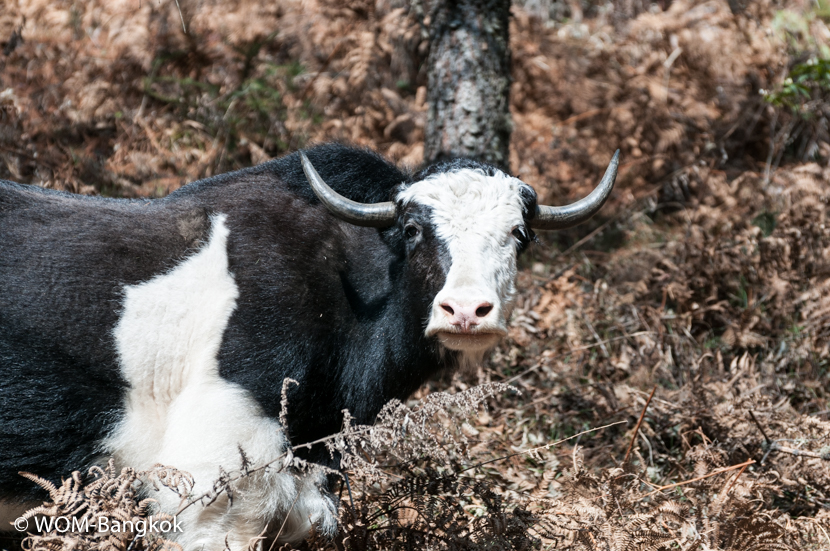 道の途中、牛の放牧シーンに度々出会います
