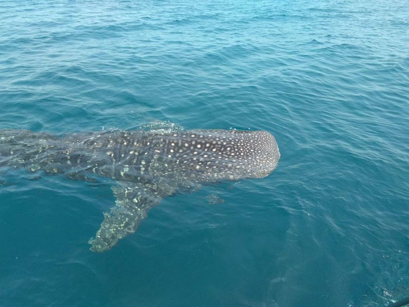 rayong dive center rayong dive center