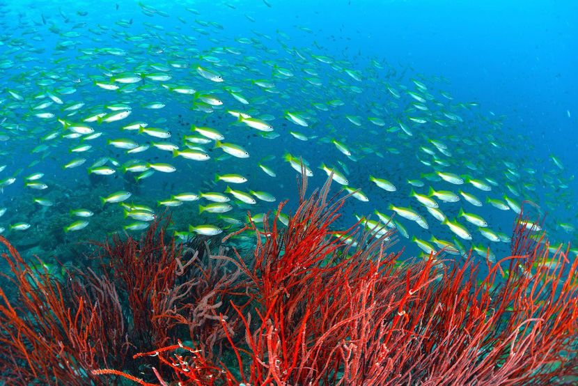 rayong dive center rayong dive center