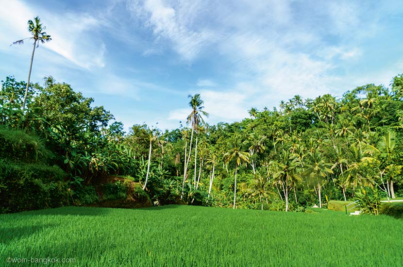 人生で一度は訪れたい、バリ島のリゾート Four Seasons Resort Bali at Sayan編