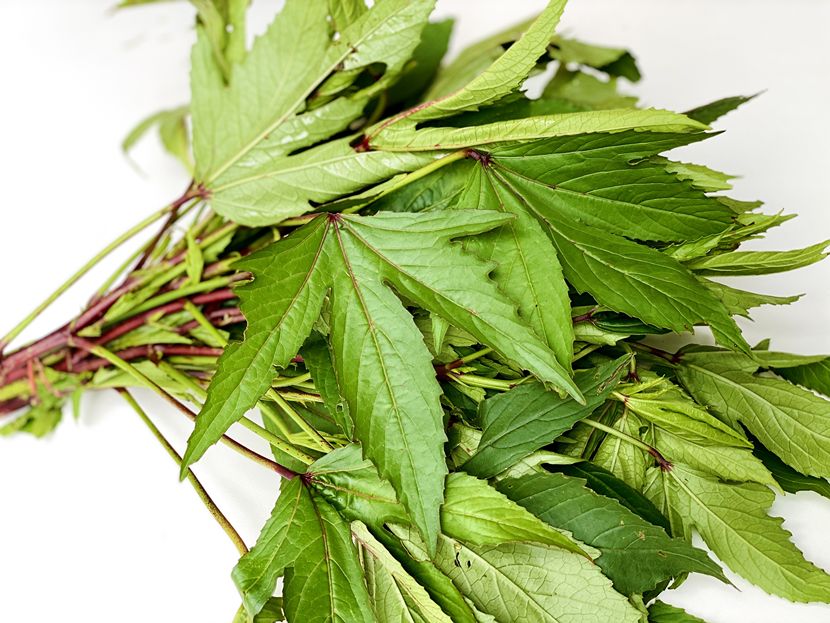 タイ野菜でベジフルライフ♪ - 第174回 ローゼルの葉 | WOM Bangkok