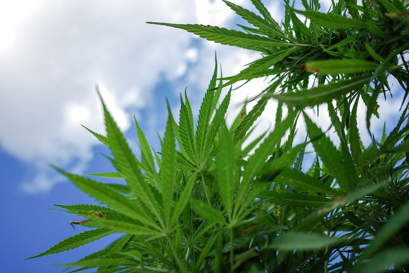 話題のCBD! その効果と使い方 話題のCBD! その効果と使い方